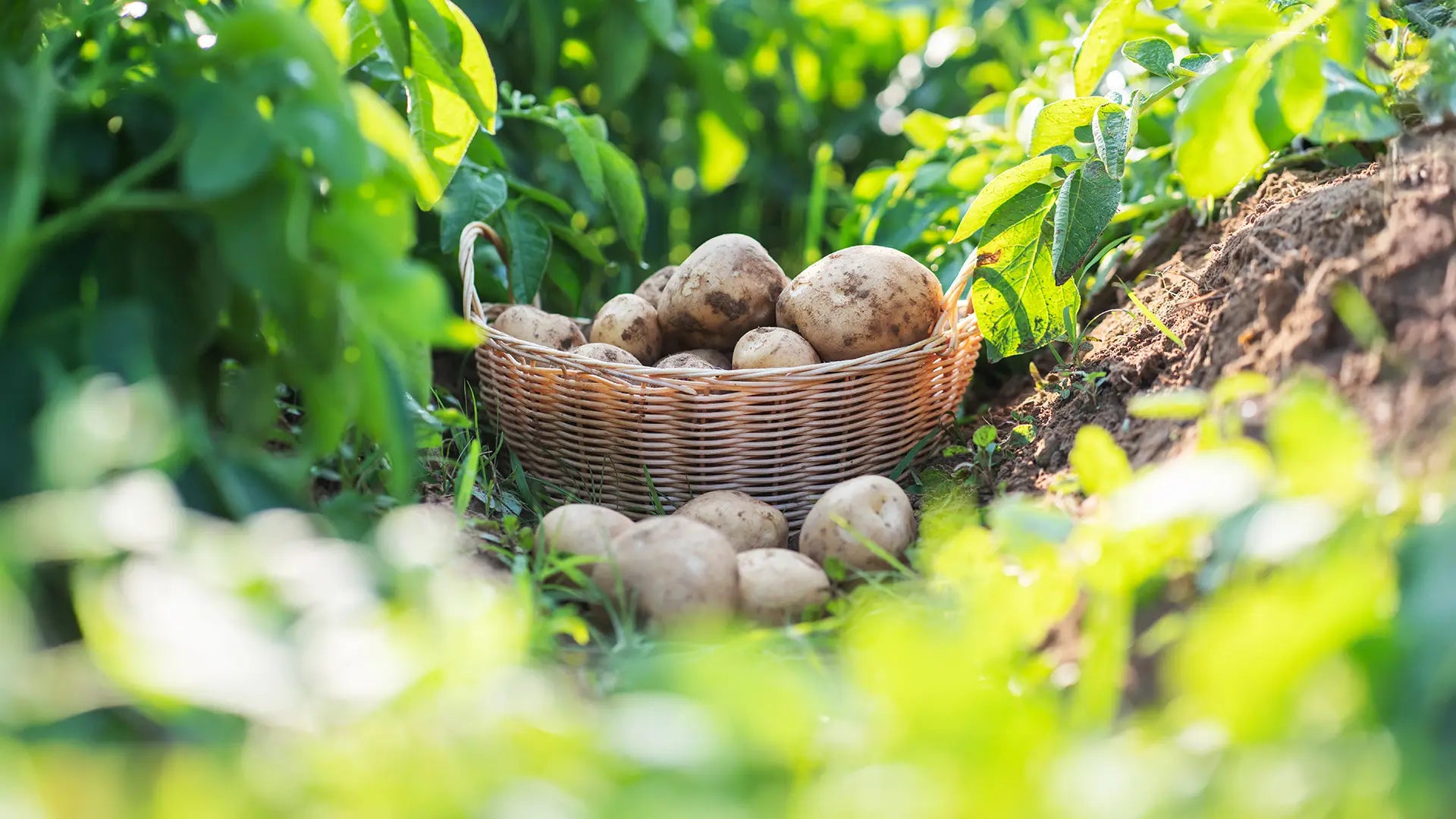 Why We Chose Solnul: A Smarter, Sustainable Prebiotic