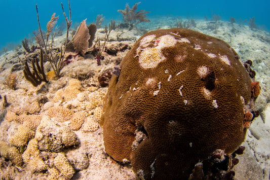 Stony coral disease affecting reef systems off the coast of Florida