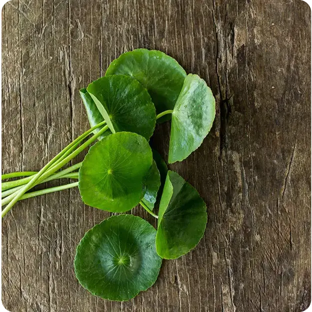 Plants/leaves.
