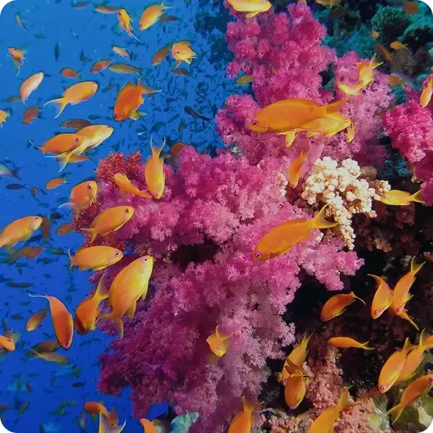 Fish swimming around coral.