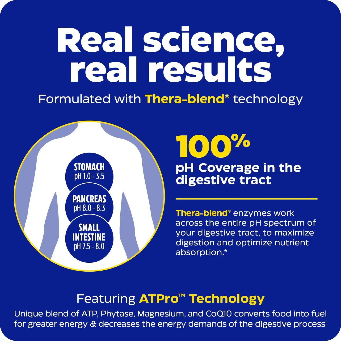 This image shows an infographic for Enzymedica.