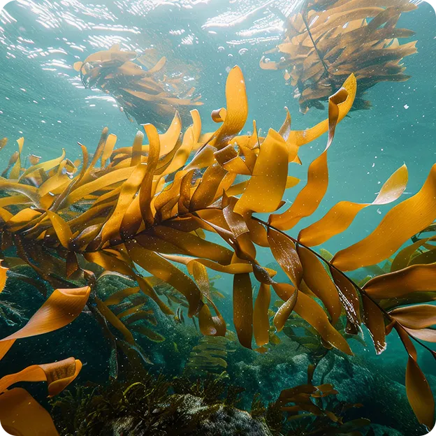 Underwater view of brown seaweed swaying in clear blue water.