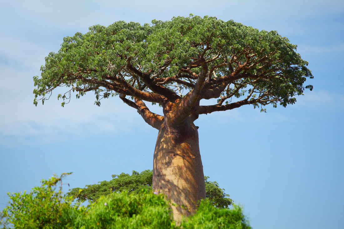 What is Baobab Fiber?