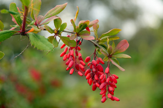 Enzymedica Introduces Berberine Phytosome - A Revolutionary Breakthrough in Blood Sugar Metabolism Support