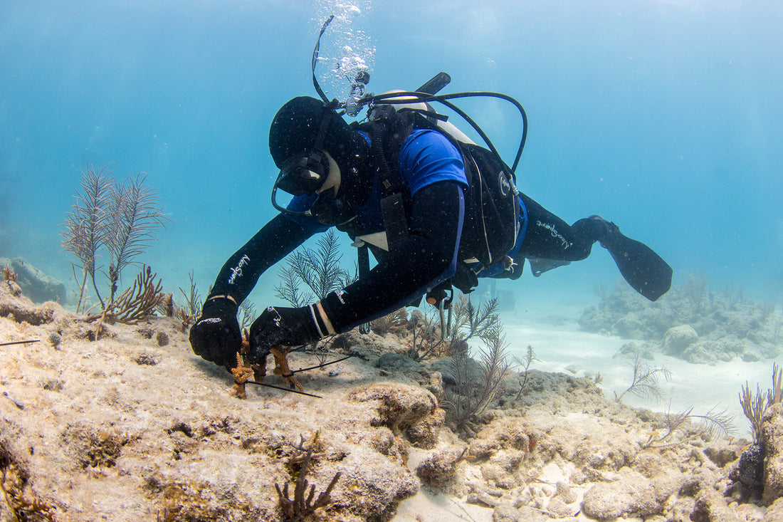 How Resilient Reefs Can Build a More Resilient Future