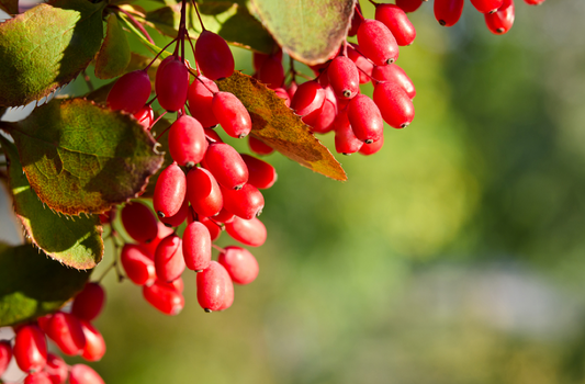 Berberine Benefits