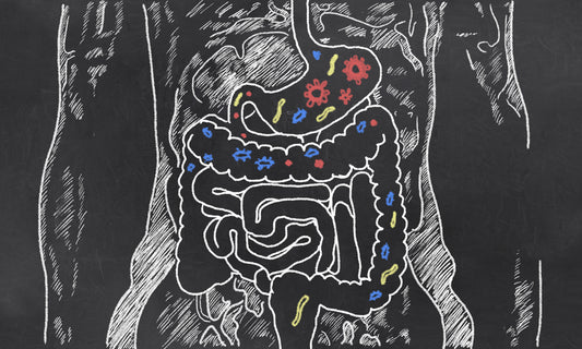 Enzymes vs. Probiotics