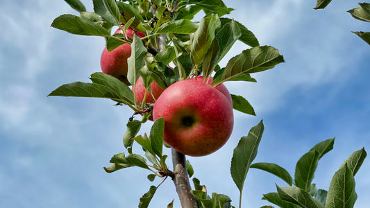 Apple Cider Vinegar: Better in Liquid, Gummies or Capsules?