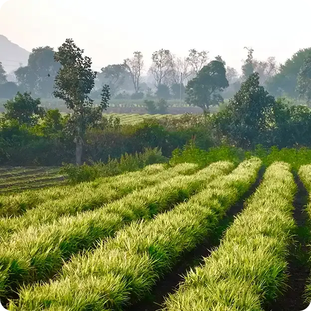 A field and trees.