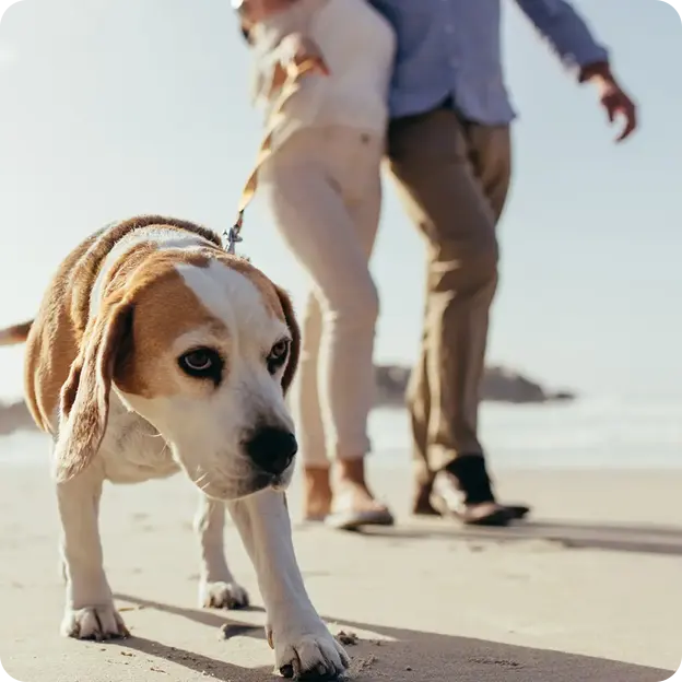 A couple walking their dog on the beach.