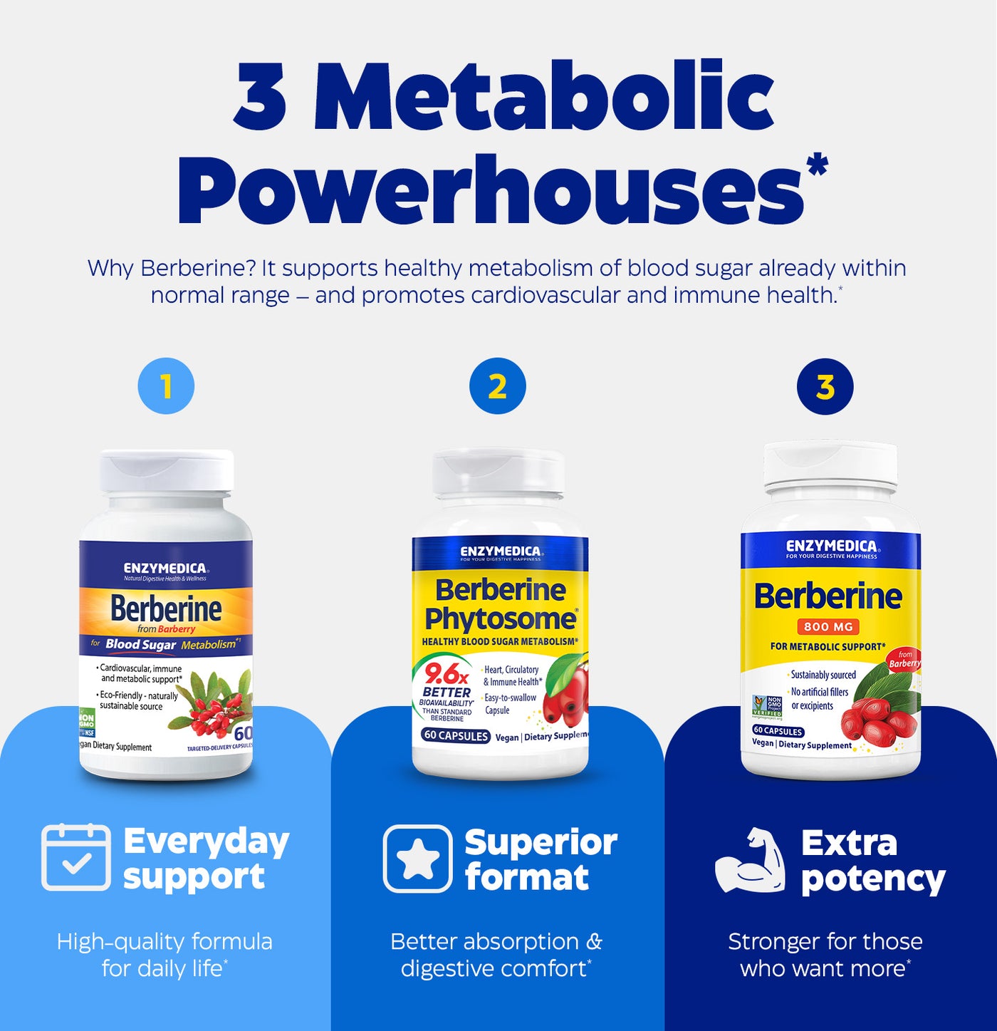 Three Enzymedica Berberine products with features highlighted on a white background