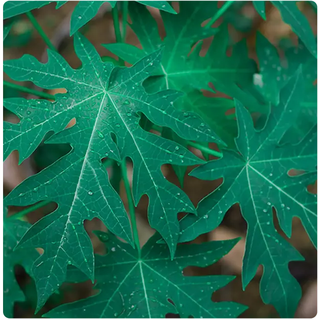 Plants/Leaves.