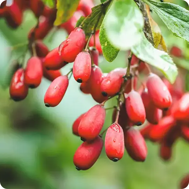 Fruits handing on a tree.