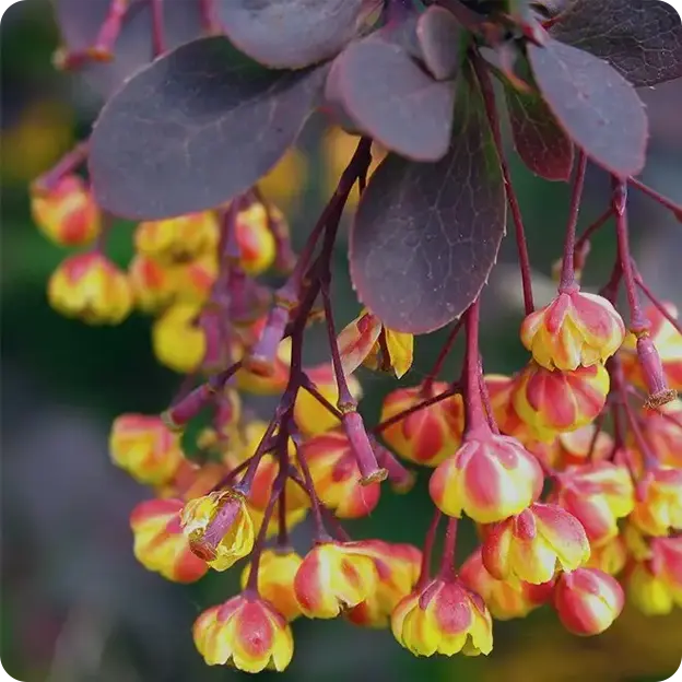 Flowers.