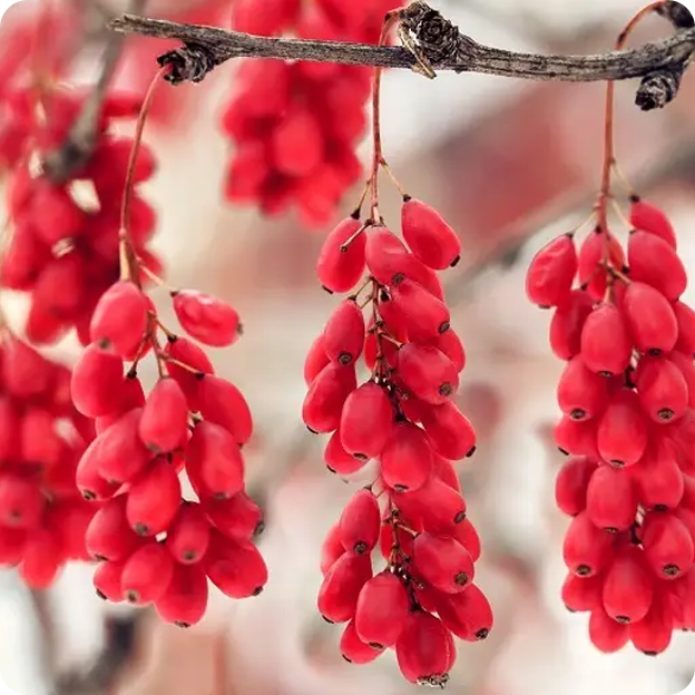 Berries hanging from trees.