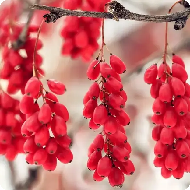 Fruits hanging from a tree.
