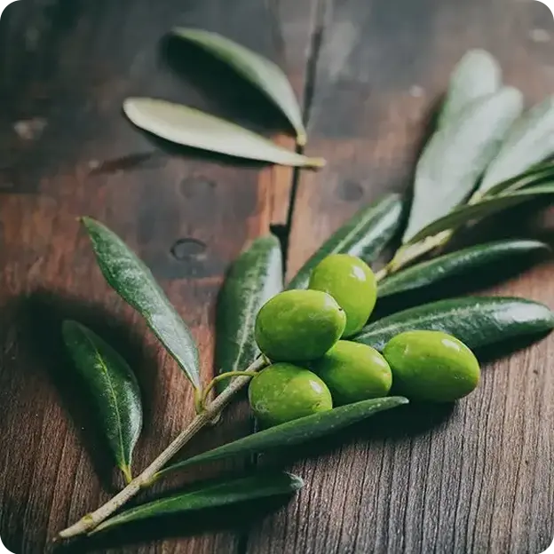 Leaves/Plants.
