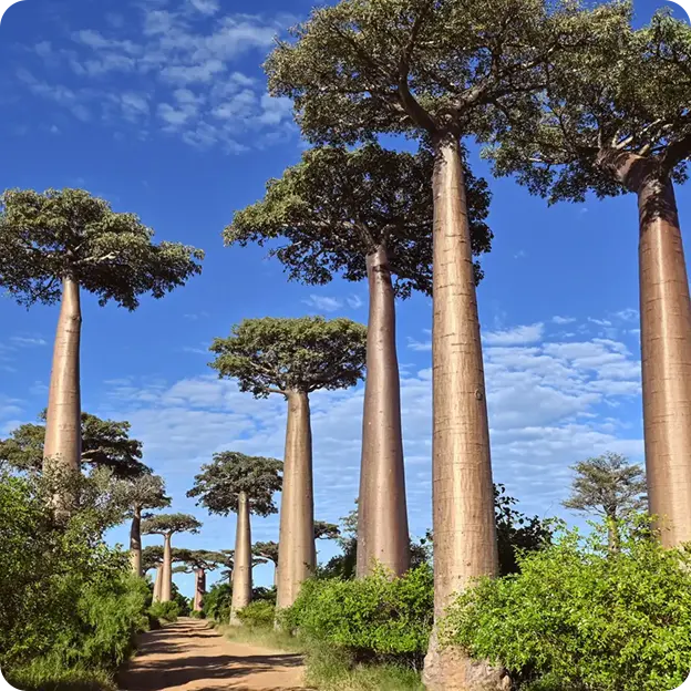 Trees.